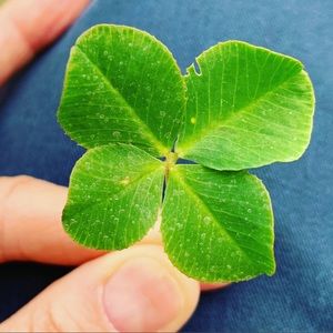 Meet your Posher, Lis